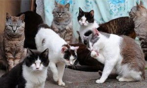 Mutirão especial - Castração de gatos ariscos - Maio/2014