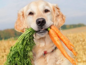 cão cenoura